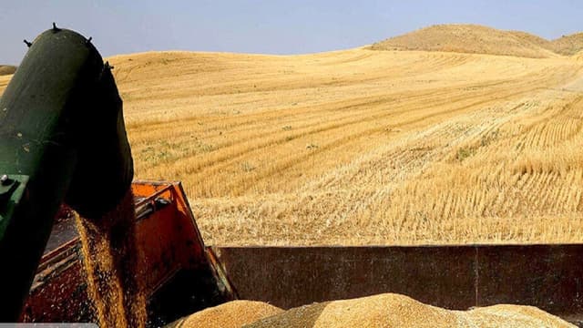 تولید گندم از ۱۴ میلیون تن فراتر میرود