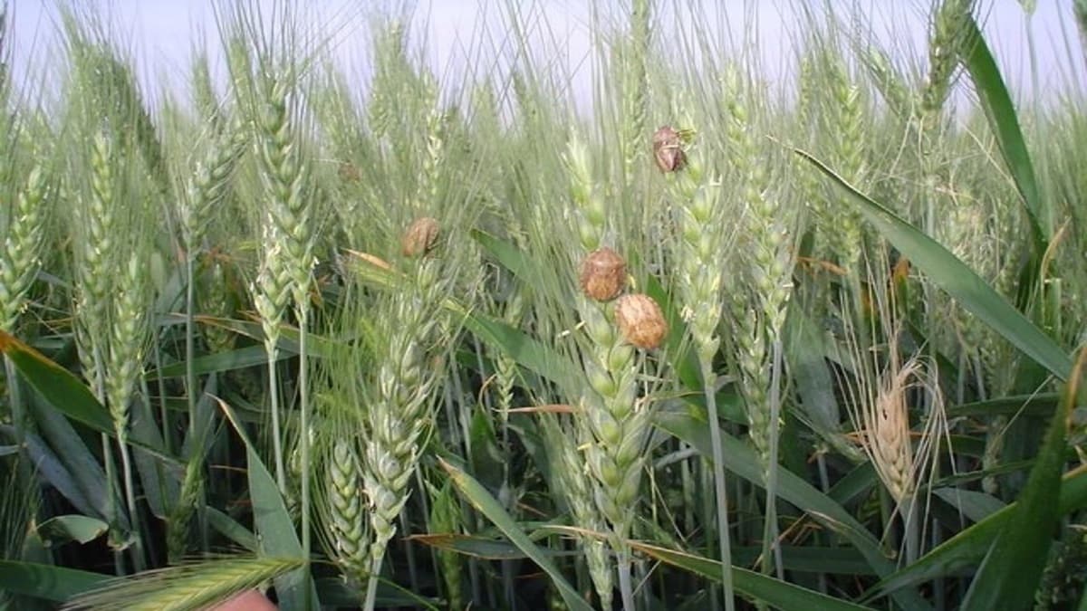 مبارزه علیه آفت سن گندم به ۲ میلیون و ۸۰۰ هزار هکتار رسید