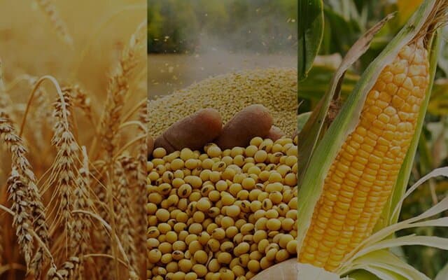 امروز سرنوشت قیمت تضمینی گندم مشخص میشود؟