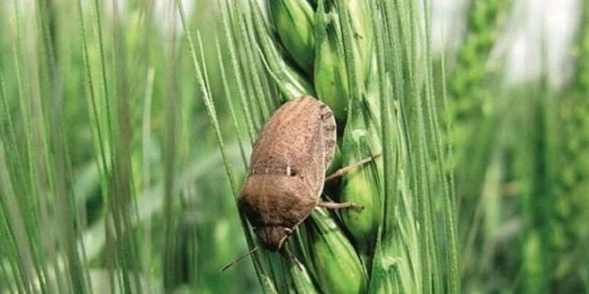 کنترل بیماری مزارع گندم